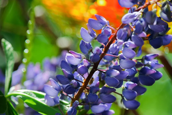 Primavera floração cores brilhantes — Fotografia de Stock