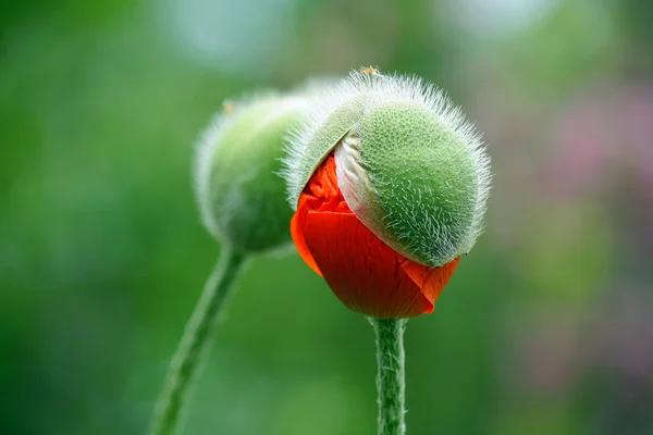 Birbirimizi iki çiçek tomurcuk göz