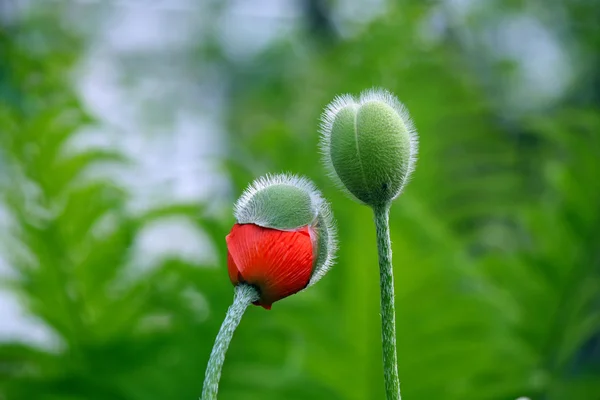 Birbirimizi iki çiçek tomurcuk göz