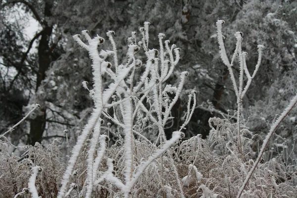 Musim dingin, salju, angin, es, dingin, tanaman, malam, pusaran, alam, membungkuk , — Stok Foto