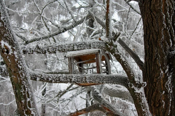 公园植物园冬天 — 图库照片