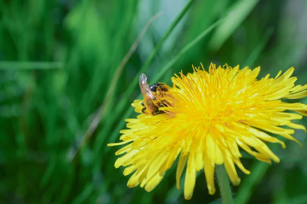 Пчелы собирают нектар Лицензионные Стоковые Изображения
