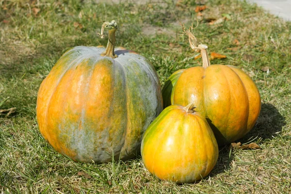 yerde yatan ürün toplama sonra kabak