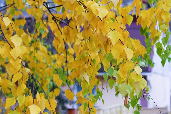 Yeşil-Sarı huş sonbahar yaprakları