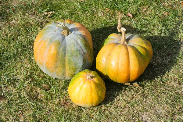 yerde yatan ürün toplama sonra kabak