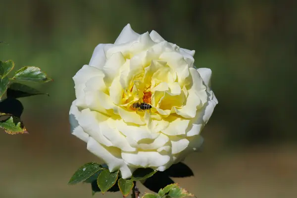 arı ve açık güneşli bir çiçek