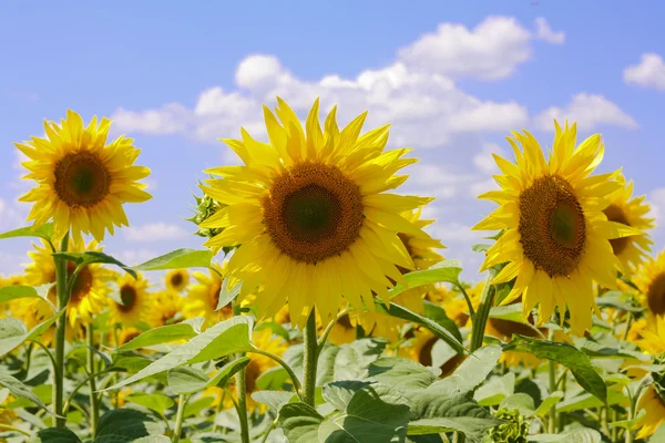 Ayçiçeği parlak güneşin sıcak bir günde altındaki yaz alanında