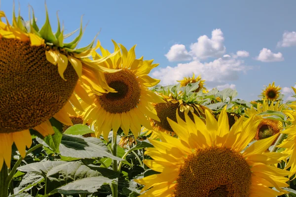 Ayçiçeği parlak güneşin sıcak bir günde altındaki yaz alanında