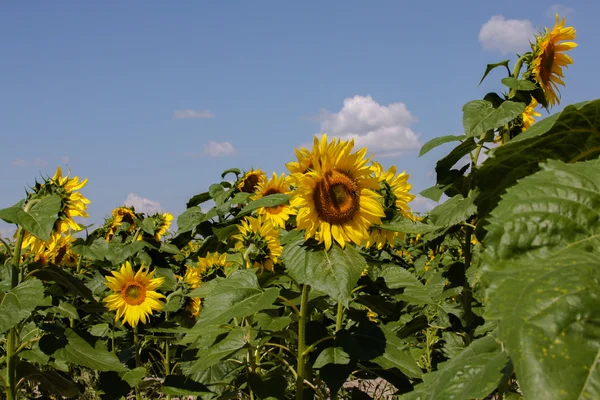 Ayçiçeği parlak güneşin sıcak bir günde altındaki yaz alanında