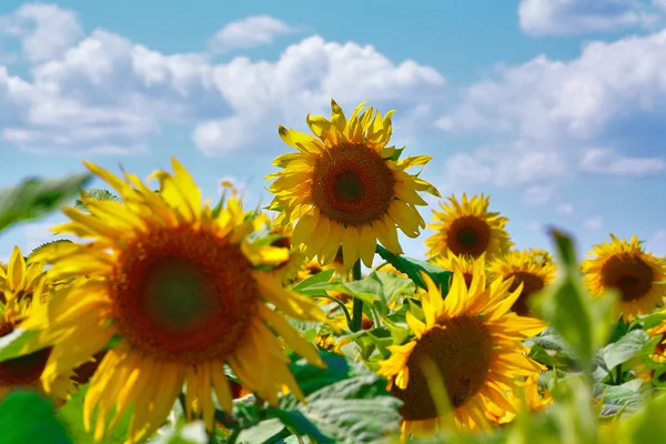 Ayçiçeği parlak güneşin sıcak bir günde altındaki yaz alanında