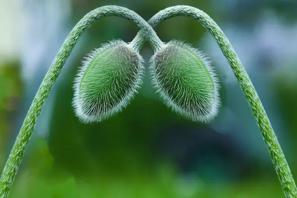 Yeşil haşhaş birbirine bükülmüş