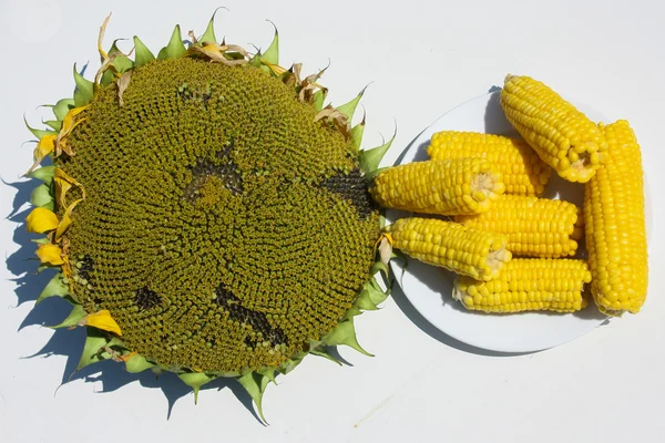 黄色玉米的耳朵躺在一个白色的盘子 — 图库照片