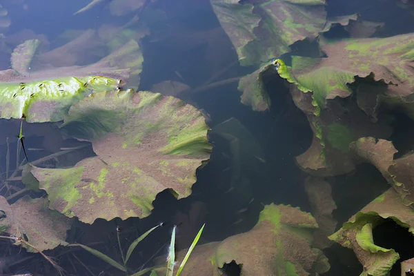 Bosque río con nenúfares hojas verdes y plantas acuáticas o — Foto de Stock