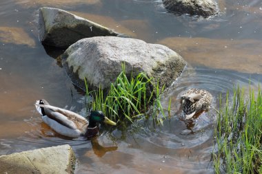 Drake ve yeşil ot ve gri s yakınındaki su yüzme ördek