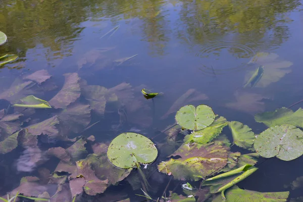 Лесная река с водными лилиями зеленые листья и водные растения о — стоковое фото