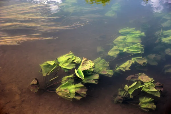 Waldfluss mit Seerosen grünen Blättern und Wasserpflanzen o — Stockfoto