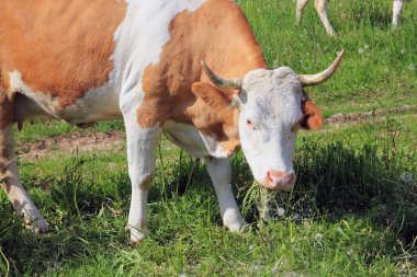 Kırmızı ve beyaz inek bir çayır çimen yiyor