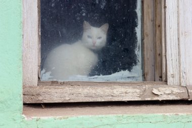 Beyaz kedi pencereden dışarı bakıyor.