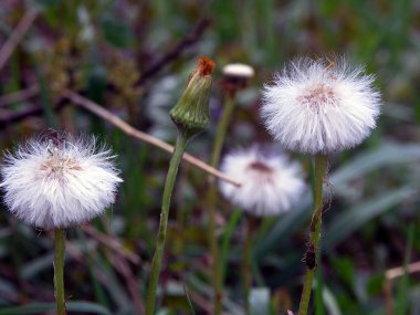 Bir alandaki iki beyaz karahindiba