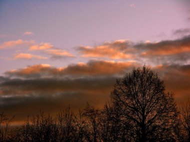 Ağaçların altında güneşli gökyüzü akşam Unusial