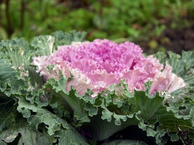 Karnabahar (dekoratif lahana) Bahçe