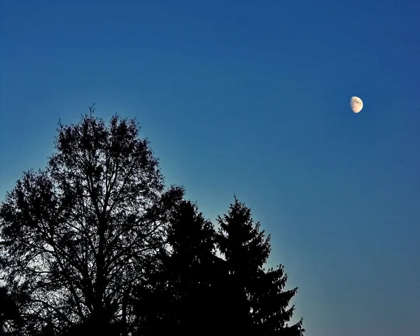 Вечернее голубое небо под контрастом черного дерева — стоковое фото