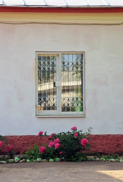 Crisantemos de Bush bajo la ventana — Foto de Stock