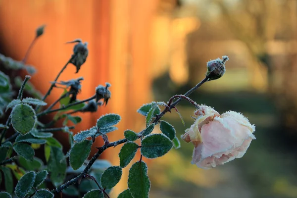 Frozen rose flower covered with frost — Stock Photo, Image