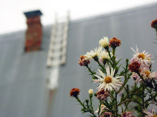 Bush chrysanthemums on the background of the steel roof of the c — Stock Photo, Image