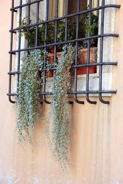 Plantas colgantes verdes secos en la ventana colgando a través de la i — Foto de Stock