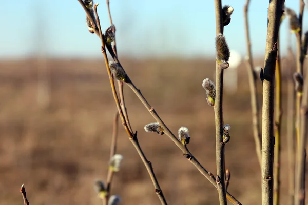 Willow dallar ile tüylü willow tomurcukları ön plan closeup sp içinde