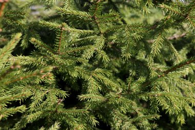 çam ağacı ile iğne foregro güzel yeşil çam dalları