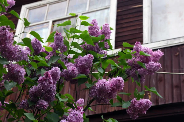 紫色丁香花的大美丽的好枝与绿色的叶 — 图库照片