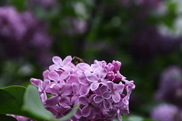 大美丽的好束紫色丁香花与绿色的假期 — 图库照片