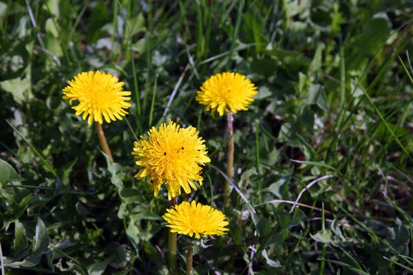 A few beautiful wild yellow flowers dandelions on green grass cl — Stock Photo, Image