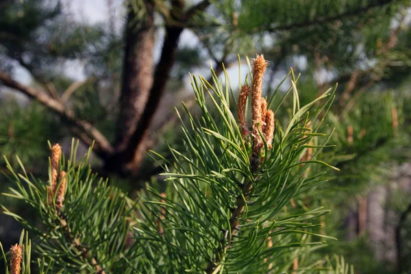 Branch of beautiful blossoming pine tree with green long needles — Stock Photo, Image