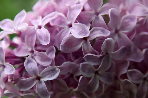 大美丽的好束紫色丁香花与丁香花瓣 — 图库照片