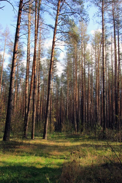Высотные зеленые прямые лесные сосны стоят на краю сосен — стоковое фото
