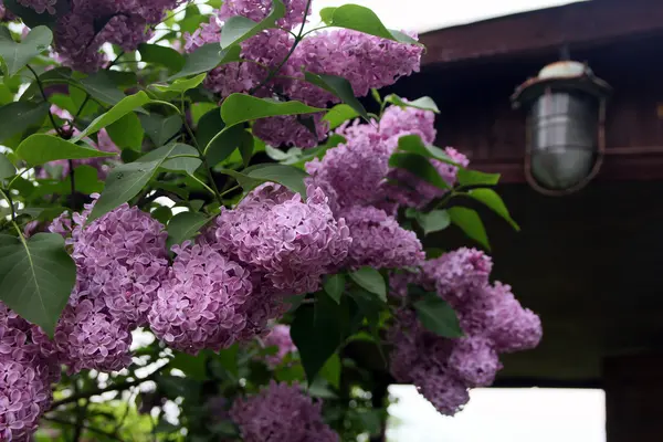 紫色丁香花的大美丽的好枝与绿色的叶 — 图库照片