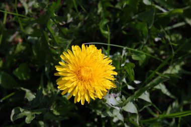 güzel vahşi sarı bud çiçek dandelions yeşil yaprakları ile