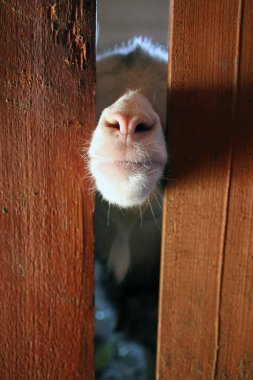yüzü ve pembe burunlu meraklı garip beyaz yerli keçi sıkışmış