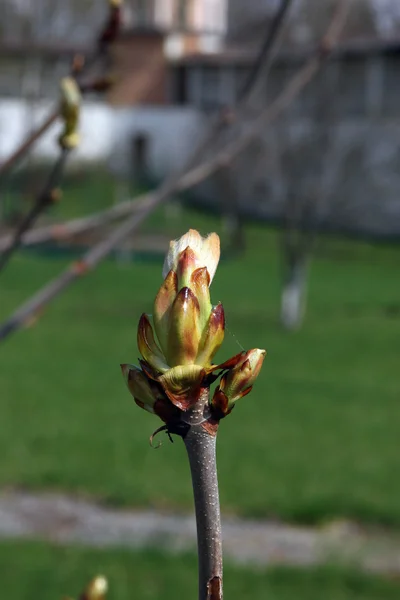 新しい若い成長の花のクローズ アップとマグノリアの小枝を撮影します。 — ストック写真