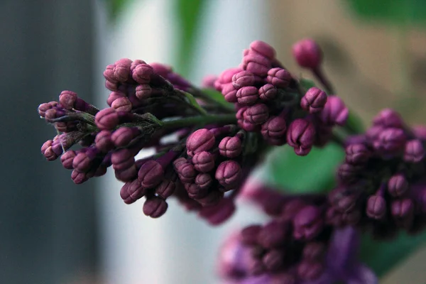 紫色丁香特写镜头的大封闭花蕾前景 — 图库照片