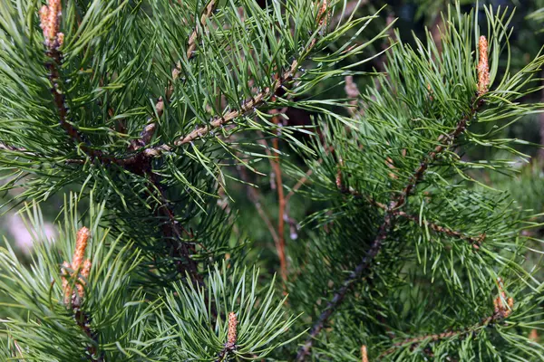 Krásné zelené borové větve borovice s dlouhé jehly pro — Stock fotografie
