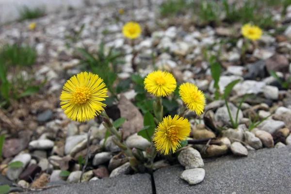 Beautiful yellow flowers of Tussilago farfara (coltsfoot) foregr — Stock Photo, Image