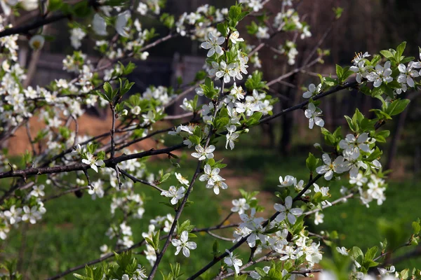 Branches de beau prunier en fleurs avec beaucoup de petit prett — Photo