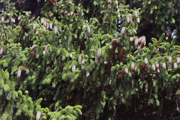 Dence green spruce branches with many brown fir cones — Stock Photo, Image