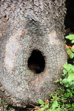 ağacında Şube ormandaki yerine içi boş yuvarlak