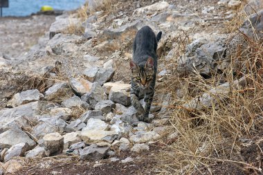 Kırım Dağları'nda taşlı zemin güzel purebred kedi açıktır