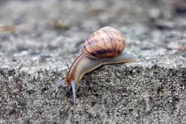 kahverengi uzun büyük salyangoz yuvarlak kabuk çizgili ve uzun boynuz ile